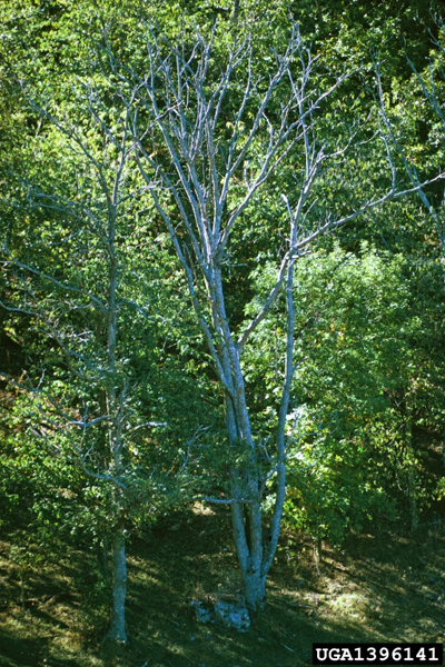 Ophiognomonia clavigignenti-juglandacearum (N.B. Nair, Kostichka & J.E. Kuntze) Broders & Boland