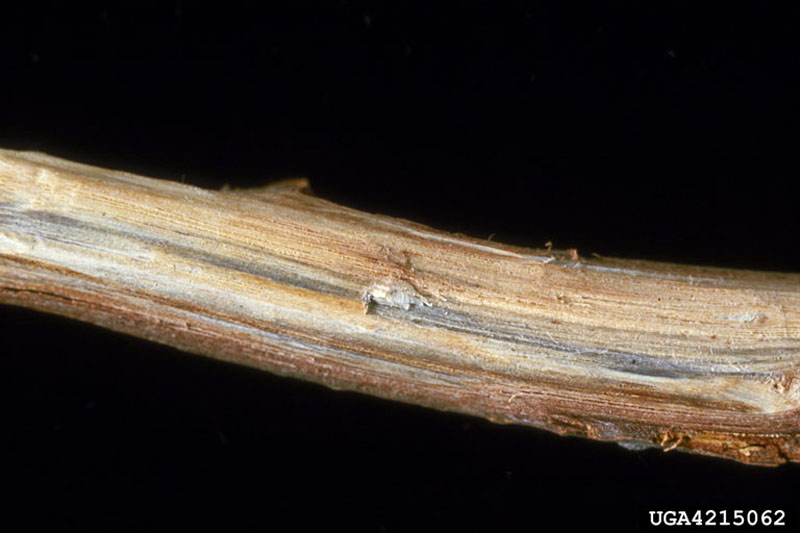 Ceratocystis fagacearum (Bretz) Hunt