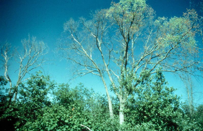 Ophiostoma ulmi (Buisman) Nannf.