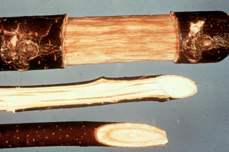 Ophiostoma ulmi (Buisman) Nannf.