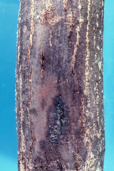 Ophiognomonia clavigignenti-juglandacearum (N.B. Nair, Kostichka & J.E. Kuntze) Broders & Boland
