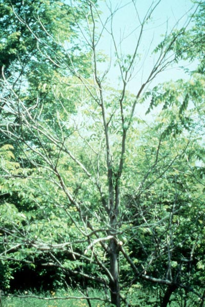 Ophiognomonia clavigignenti-juglandacearum (N.B. Nair, Kostichka & J.E. Kuntze) Broders & Boland